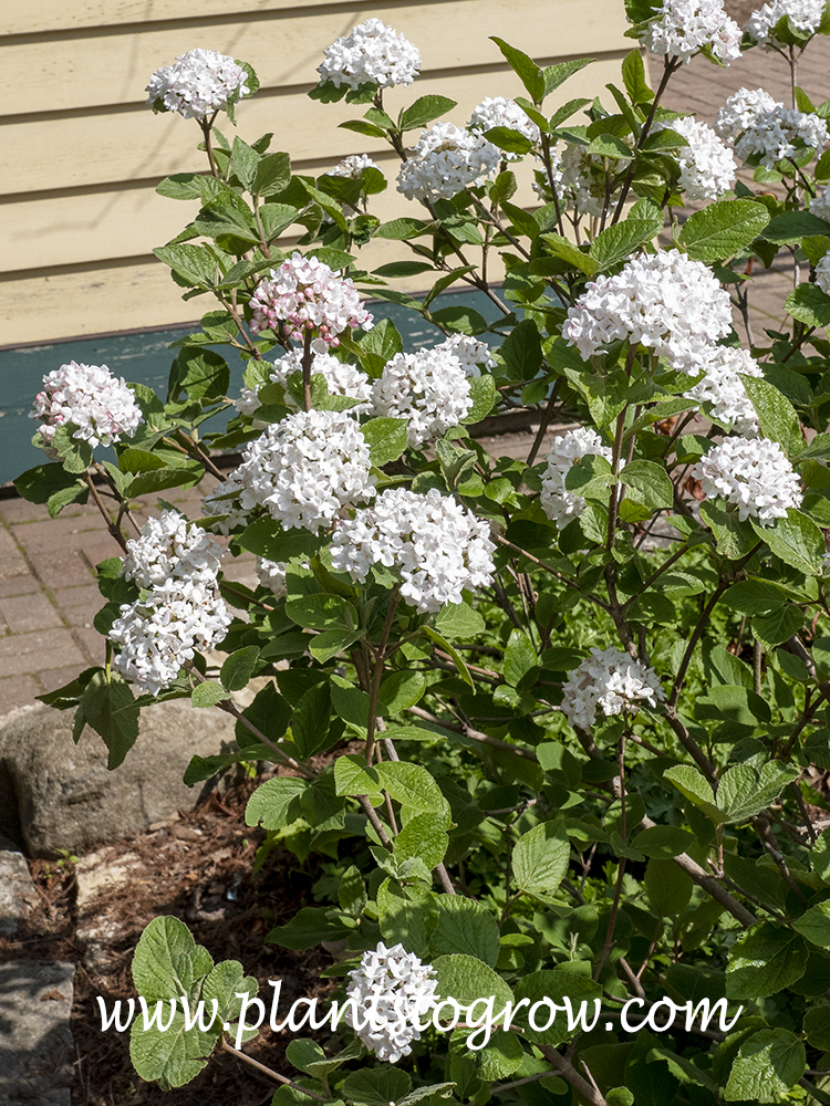 Compact Carlessi Viburnum (Viburnum carlesii compactum)